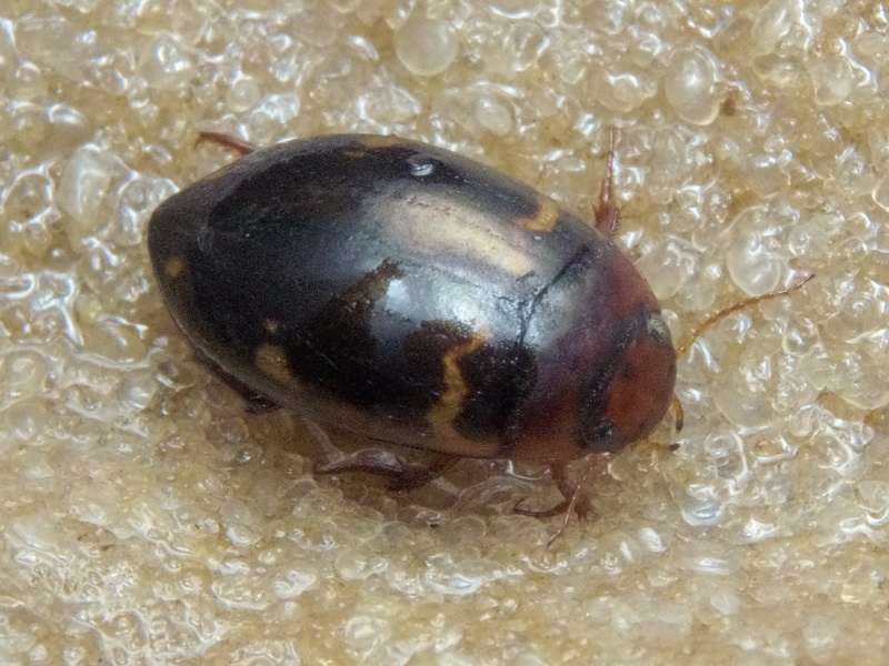 Agabus undulatus (Schrank, 1776)